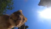 Lion finds hidden camera at zoo.
