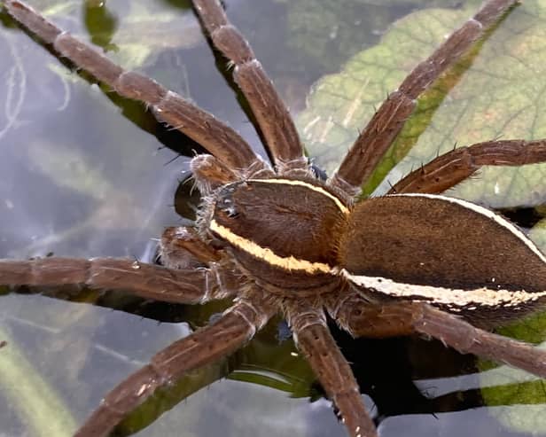 Fen Raft Spider on the Dyke networks of the Lower Waveney Valley.