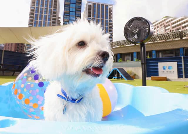 Dog owners are splashing out more than £760 a year on items - including a swimming pool!