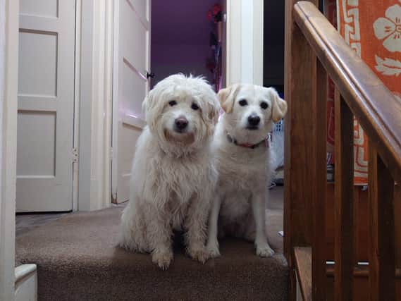 Rupert and Honey are champions at leaving dog hair everywhere