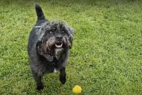 Ernie the Patterdale terrier and his Fetch Toy from Earth Rated.
