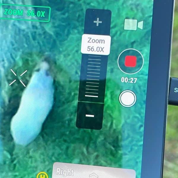 Days earlier Cinnamon was located in the woodland area using a drone.