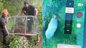 Cinnamon the capybara is located and captured.