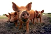 A poll of 2,000 meat-eaters found the youngest generation are most conscious about where their food originated from