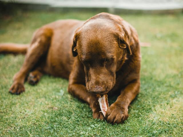 Urgent warning to pet owners as dog chews linked to illness. 