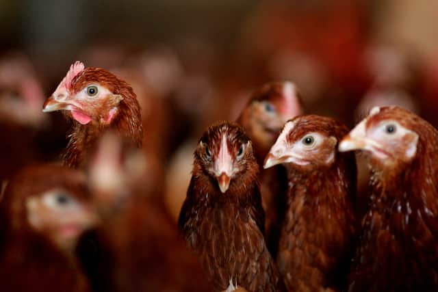 Bird-to-human transmission of bird flu is rare and has previously occurred a small number of times in the UK.