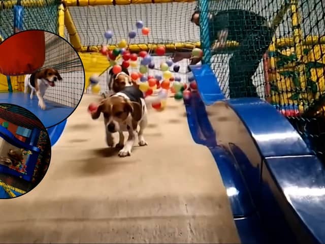 Inside Soft Paws play area with a huge ball pit and slide
