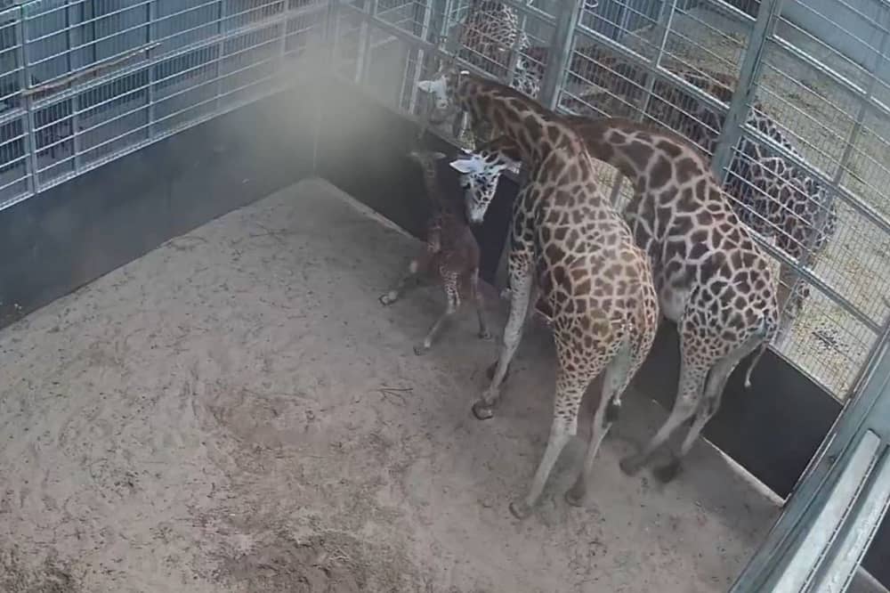 Baby giraffe.