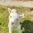 Wonky the lamb.