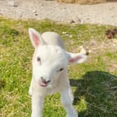 Wonky the lamb.