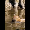 Capybara cools off at Chester Zoo