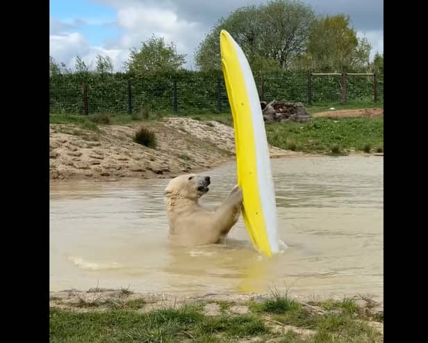 Polar bears go wild and take to the water...in a kayak