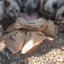 Arctic foxes share blood-lolly birthday treat