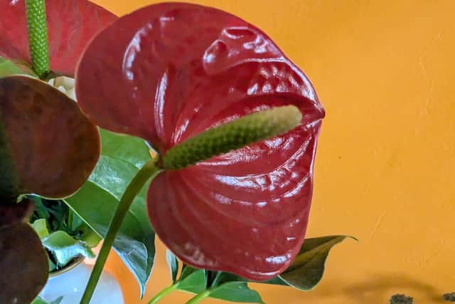 The Pixel's reliance on software can lead to a slightly muddier image, and too much depth of field at times