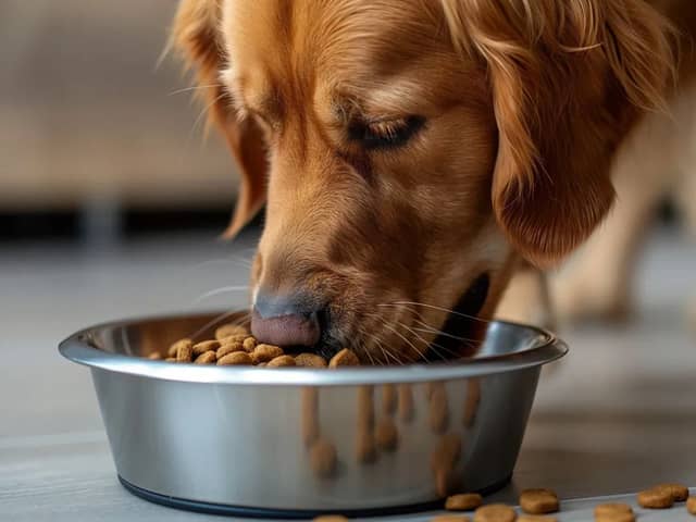 Animed pet food subscription