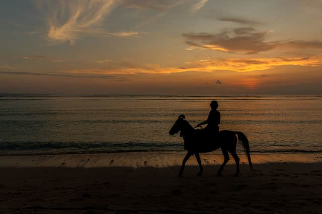More than half believe the contribution of working animals is often overlooked