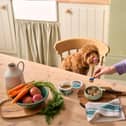 Small changes, such as a tasty topper or new treat, can make familiar dog dinners more exciting. These changes are possible with Forthglade.