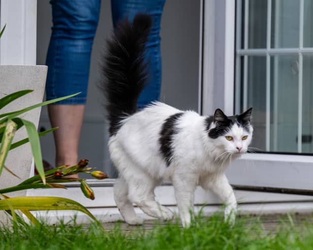 Pet’s roaming antics haven’t gone unnoticed by their owners