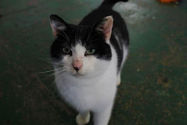 Roddy is one of our newest residents. He's a friendly cat with a quiet, placid, laid back temperament and  adores attention. 
Roddy is aged approx 3-4 years old and would be happy to share his new home with other cats and children.