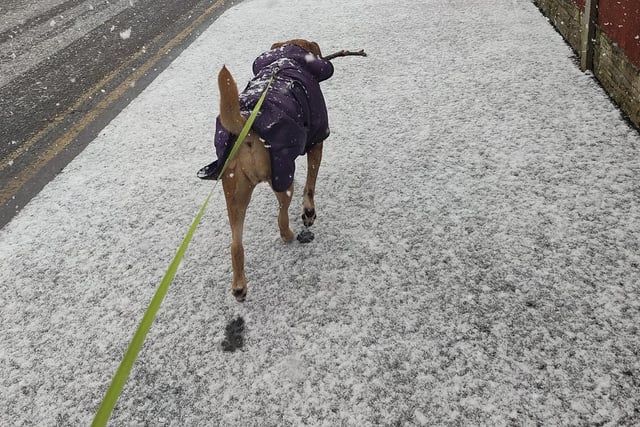 A dog takes a cold walk in the snow