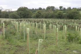 The new wet woods with 2,000 new trees planted at the River Faughan.