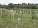 The new wet woods with 2,000 new trees planted at the River Faughan.