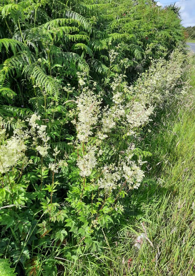 Meadowsweet.