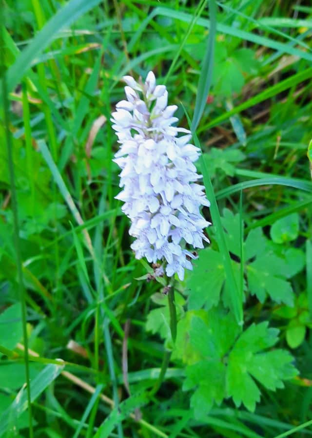 Common orchid.