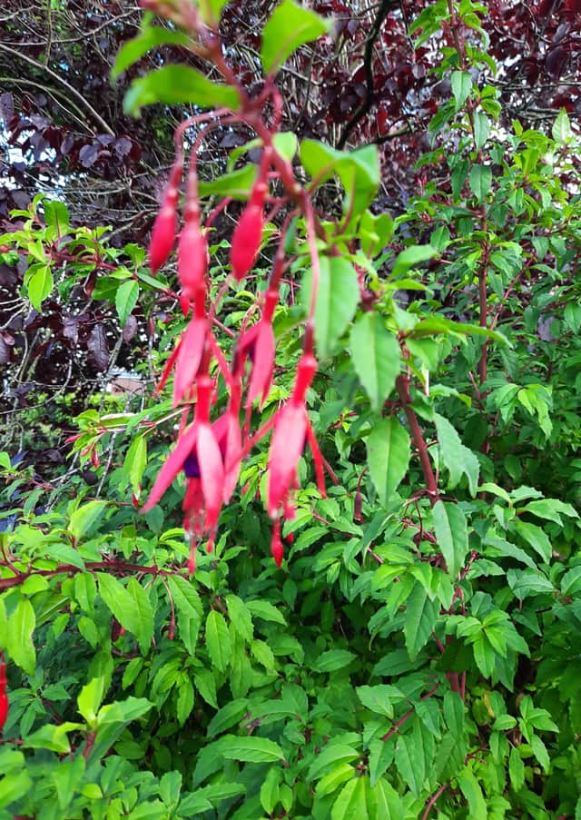 Fuschia.
