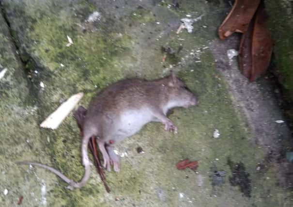 One of the the rodents found in the Bogside.