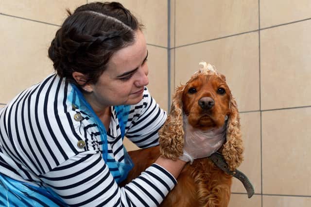 Danielle McCandless washes her Golden Cocker Spaniel Cooper at Bark N’Baths, a one stop canine wash, in Springtown Industrial Estate. Photo: George Sweeney DER2037GS – 007