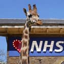 Love NHS sign in the Giraffe House at London Zoo