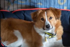 Dogs Trust issues firework advice for dog owners
Dogs Trust Photo: Clive Tagg