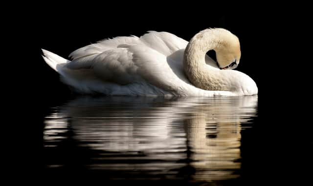 Swan (File picture  by  Alexas_Fotos from Pixabay)