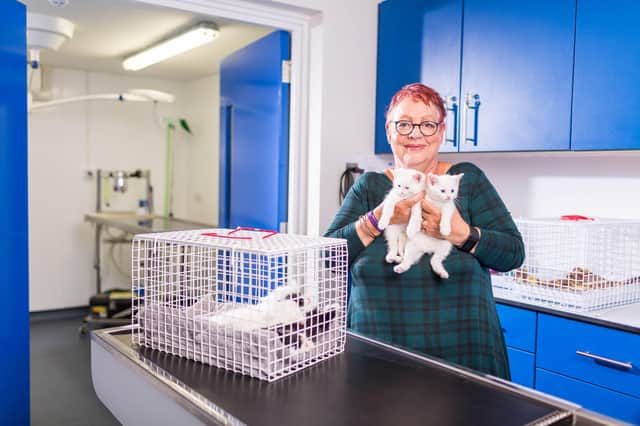 Jo Brand becomes a surrogate mum to three fluffy felines