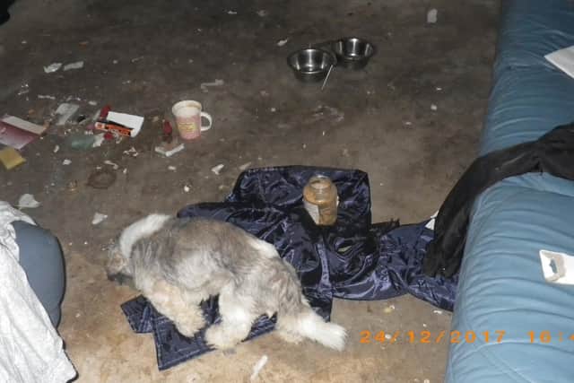 A second photograph of the dog in the living room of the property.