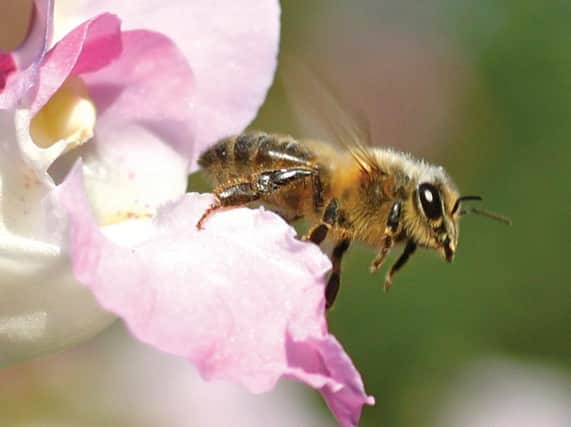 Farmers rely on bees to pollinate the majority of crops.