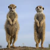 Maghogho, a young meerkat queen and her new partner, Boipuso stand sentry together in the Magkadigkadi, Botswana