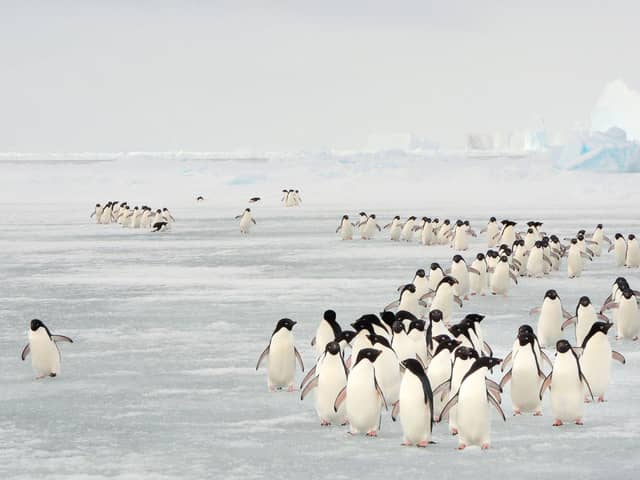 Adelie penguins, who undertake the longest penguin migration on earth to find the best nest site