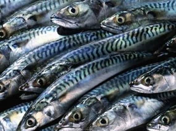 Loss of mackerel a major concern for Donegal fishermen.