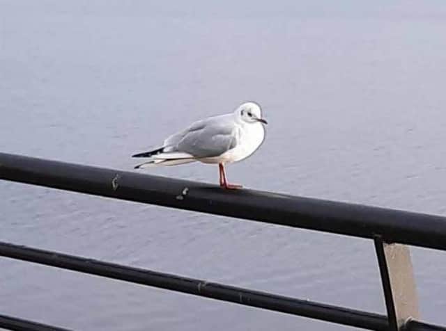 Blackheaded gulls which confusingly in winter are not blackheaded.