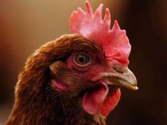 A poultry cull has been ordered after a case of suspected bird flu.
