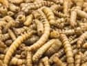 Meal worm.