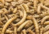 Meal worm.