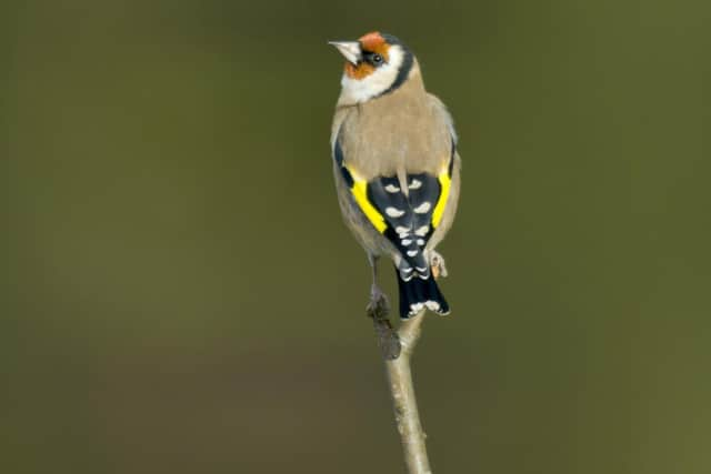 Big Garden Birdwatch, the world’s largest garden wildlife survey, returns on January 29-31: www.rspb.org.uk/birdwatch