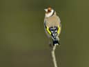 Big Garden Birdwatch, the world’s largest garden wildlife survey, returns on January 29-31: www.rspb.org.uk/birdwatch