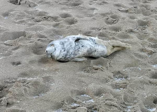Atria, pictured on Binnion Beach where she was found on Monday.