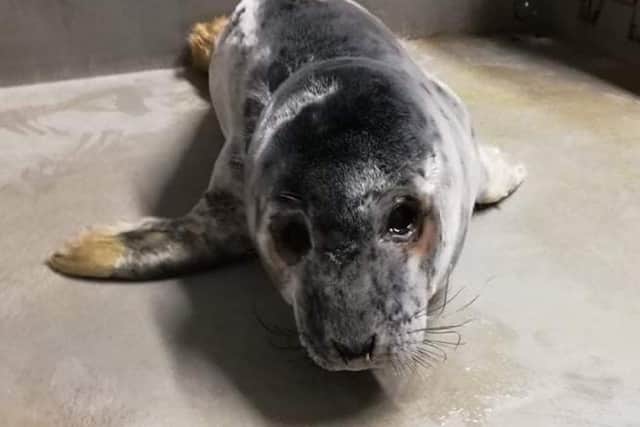 Atria pictured at the Seal Rescue Ireland headquarters where she is being cared for. Pictures: Seal Rescue Ireland.