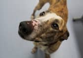 Looking for his forever home - Tweed