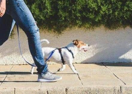 Dog fouling continues to be a problem in the city.